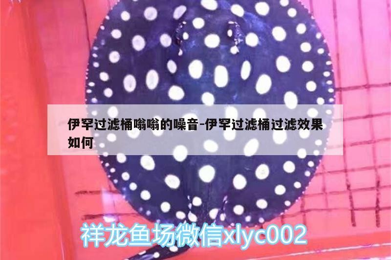 魚缸過濾器選購指南:自制魚缸過濾器魚缸上置過濾器對于養魚愛好者的必備知識 伊罕過濾桶嗡嗡的噪音:伊罕過濾桶過濾效果如何 伊罕水族 伊罕過濾桶嗡嗡的噪音:伊罕過濾桶過濾效果如何 伊罕過濾桶嗡嗡的噪音:伊罕過濾桶過濾效果如何 伊罕水族
