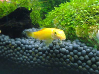 廣東淡水觀賞魚有哪些品牌（廣東淡水觀賞魚養殖技術） 廣東淡水觀賞魚有哪些品牌（廣東淡水觀賞魚養殖技術） 博特水族 第3張