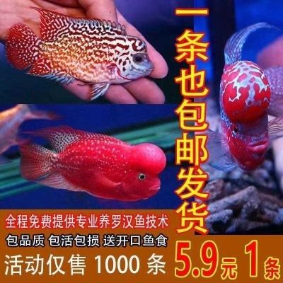 廣東淡水觀賞魚有哪些品牌（廣東淡水觀賞魚養殖技術） 廣東淡水觀賞魚有哪些品牌（廣東淡水觀賞魚養殖技術） 博特水族 第4張