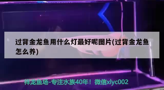 過背金龍魚用什么燈最好呢圖片(過背金龍魚怎么養(yǎng)) 過背金龍魚用什么燈最好呢圖片(過背金龍魚怎么養(yǎng)) 金龍魚百科