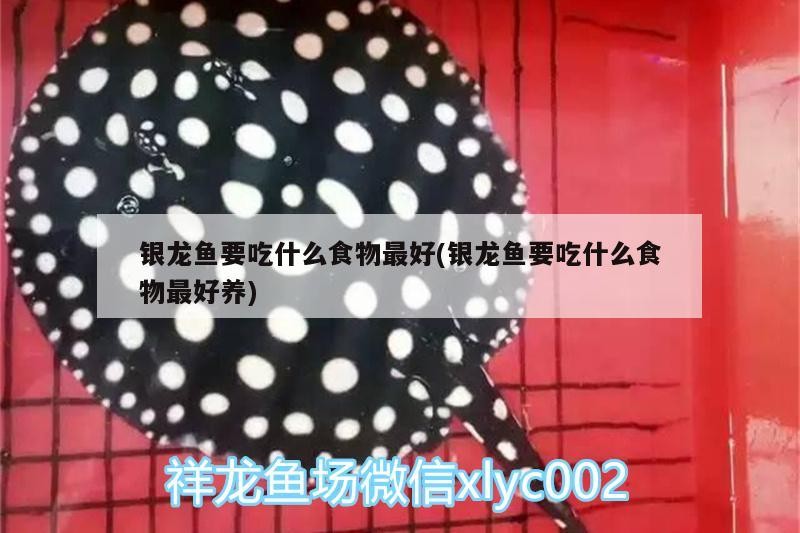 銀龍魚(yú)要吃什么食物最好(銀龍魚(yú)要吃什么食物最好養(yǎng))