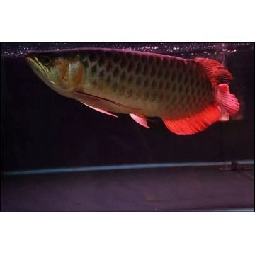 紅龍魚的鱗片有網狀紋路：紅龍魚的鱗片有網狀紋路嗎