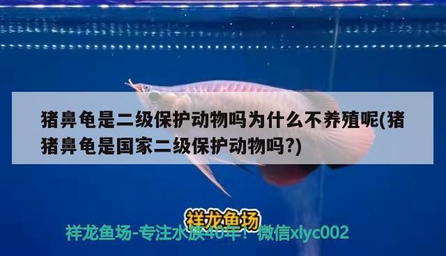 豬鼻龜是二級保護動物嗎為什么不養殖呢(豬豬鼻龜是國家二級保護動物嗎?)