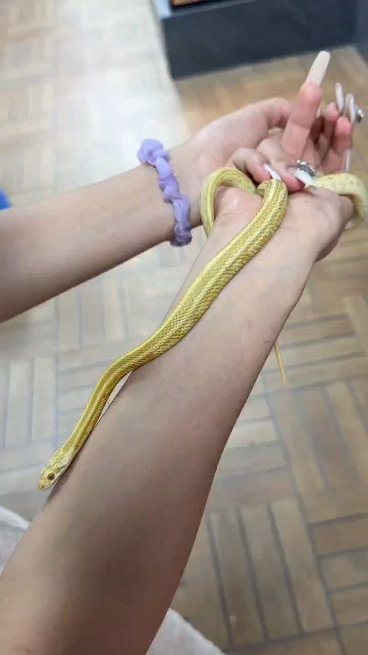 出各種寵物蛇苗需要的私