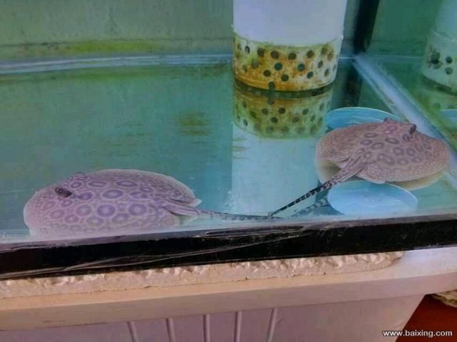 魟魚一定養(yǎng)一對嗎為什么不能養(yǎng):關(guān)于魟魚的飼養(yǎng)方式并不一定非要養(yǎng)一對 魟魚百科 第1張 魟魚一定養(yǎng)一對嗎為什么不能養(yǎng):關(guān)于魟魚的飼養(yǎng)方式并不一定非要養(yǎng)一對 魟魚一定養(yǎng)一對嗎為什么不能養(yǎng):關(guān)于魟魚的飼養(yǎng)方式并不一定非要養(yǎng)一對 魟魚百科 第1張