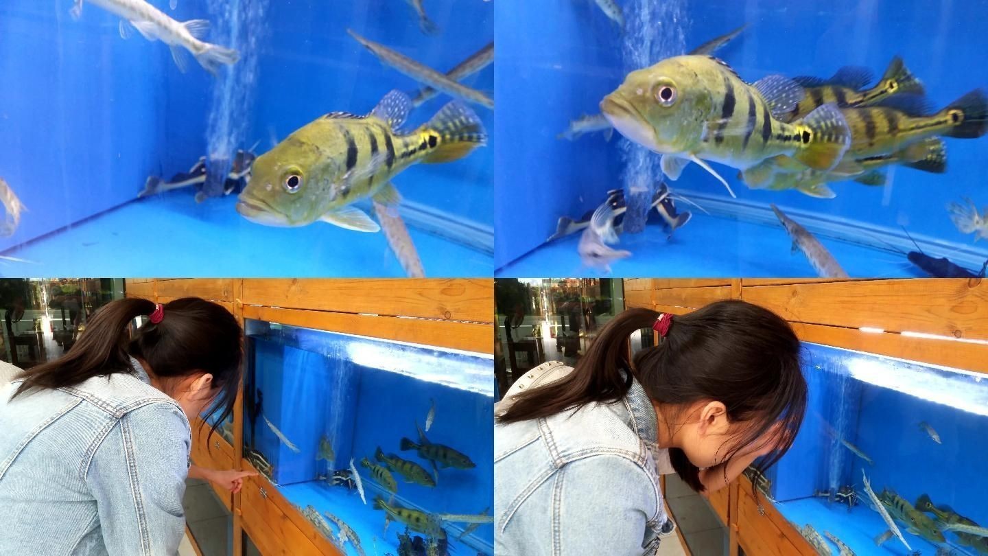 90厘米能不能養巴西亞魚：關于巴西亞魚飼養的問題 90厘米能不能養巴西亞魚：關于巴西亞魚飼養的問題 魚缸百科 第1張