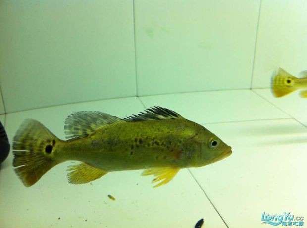 90厘米能不能養巴西亞魚：關于巴西亞魚飼養的問題 90厘米能不能養巴西亞魚：關于巴西亞魚飼養的問題 魚缸百科 第3張