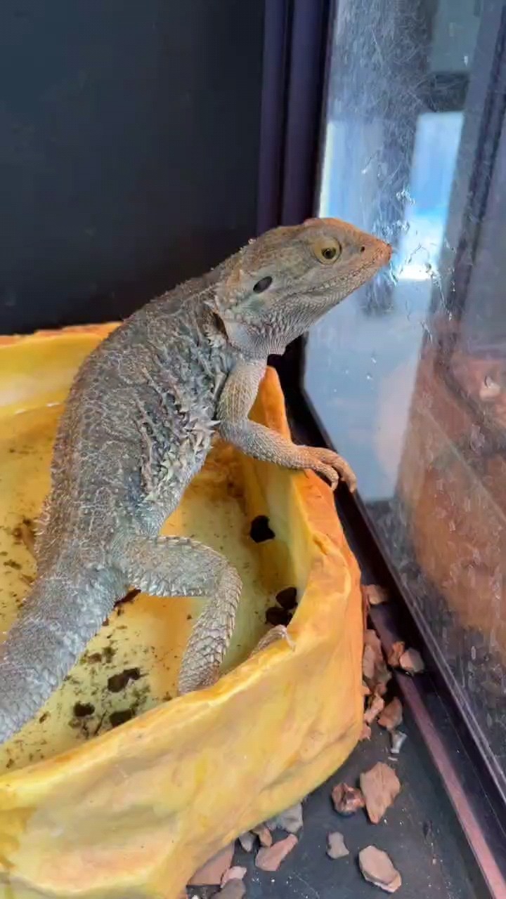 鬃獅蜥各種苗子都有