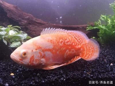 40的魚缸適合養(yǎng)什么冷水魚：40厘米的魚缸適合養(yǎng)什么冷水魚 40的魚缸適合養(yǎng)什么冷水魚：40厘米的魚缸適合養(yǎng)什么冷水魚 魚缸百科 第1張