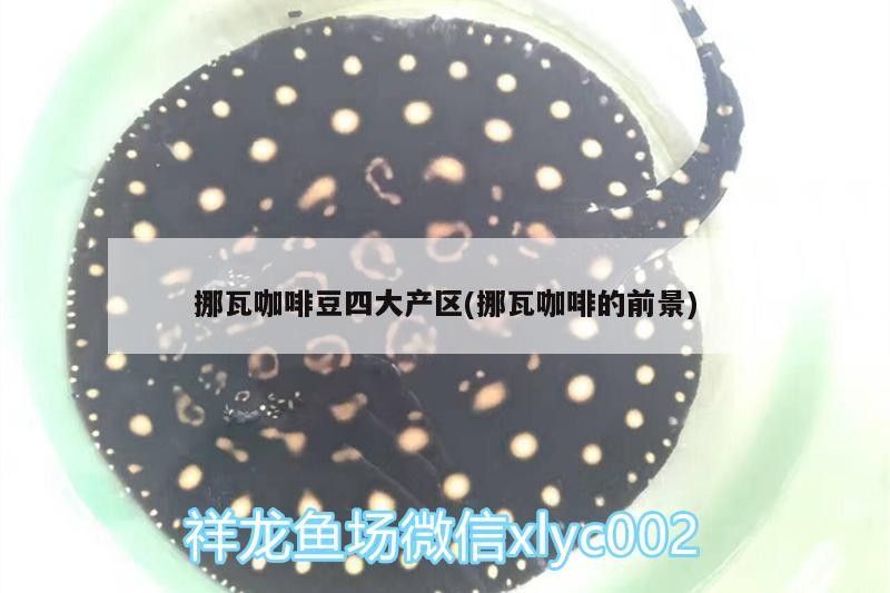 印度尼西亞紅龍魚價格 挪瓦咖啡豆四大產區(挪瓦咖啡的前景) 馬來西亞咖啡 挪瓦咖啡豆四大產區(挪瓦咖啡的前景) 挪瓦咖啡豆四大產區(挪瓦咖啡的前景) 馬來西亞咖啡