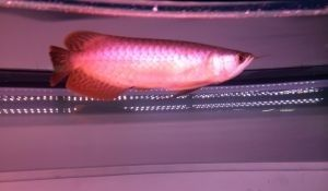 皇冠魟魚白點(diǎn)發(fā)黃 皇冠魟魚白點(diǎn)發(fā)黃 魟魚百科 第3張