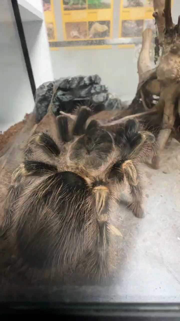 低價出寵物蜘蛛