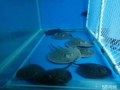 為什么珍珠魟魚便宜：為什么珍珠魟魚的價(jià)格相對(duì)較低