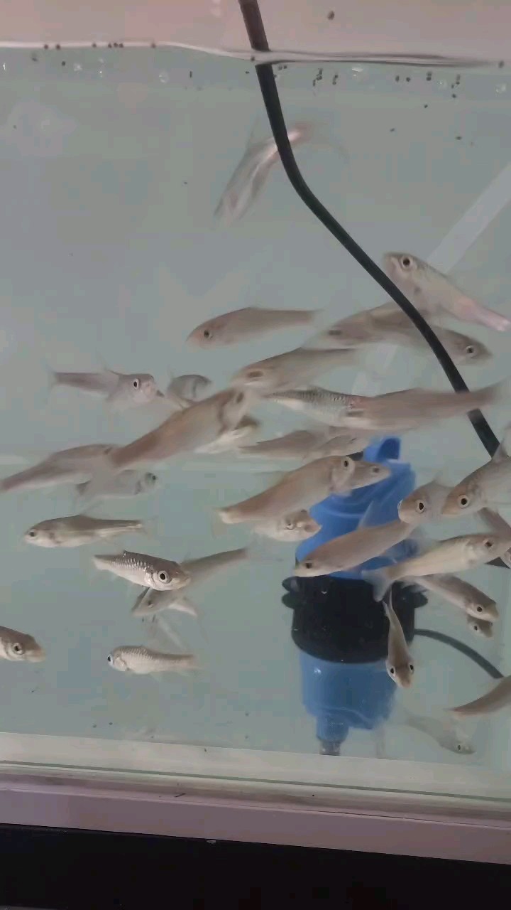 盈江的草魚吃食好猛 盈江的草魚吃食好猛 龍魚論壇