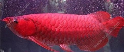 血紅龍魚多少錢一只：血紅龍魚價格可以從幾百塊錢到幾百萬人民幣不等 血紅龍魚多少錢一只：血紅龍魚價格可以從幾百塊錢到幾百萬人民幣不等 紅龍魚百科 第3張