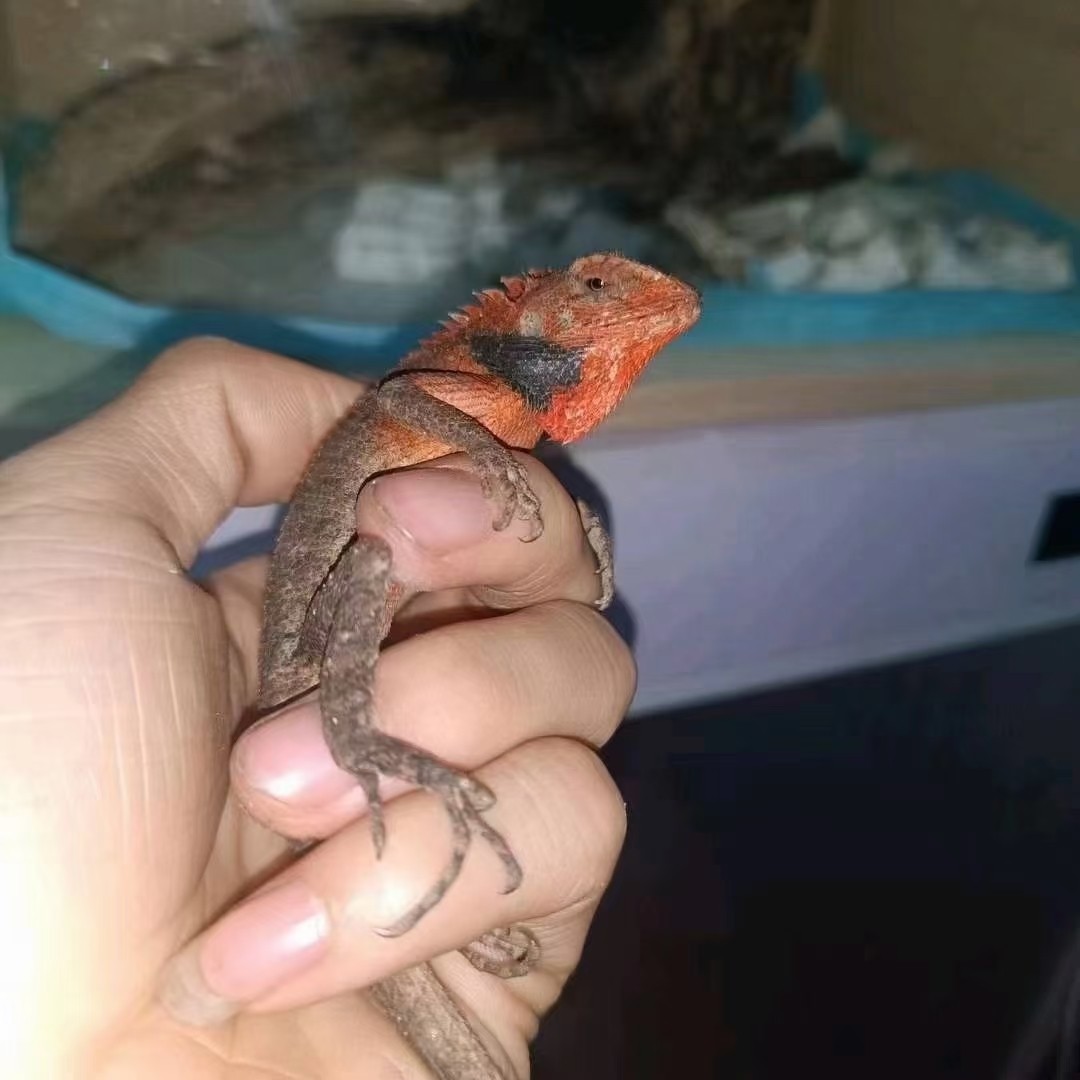 低價出鬃獅蜥需要的私