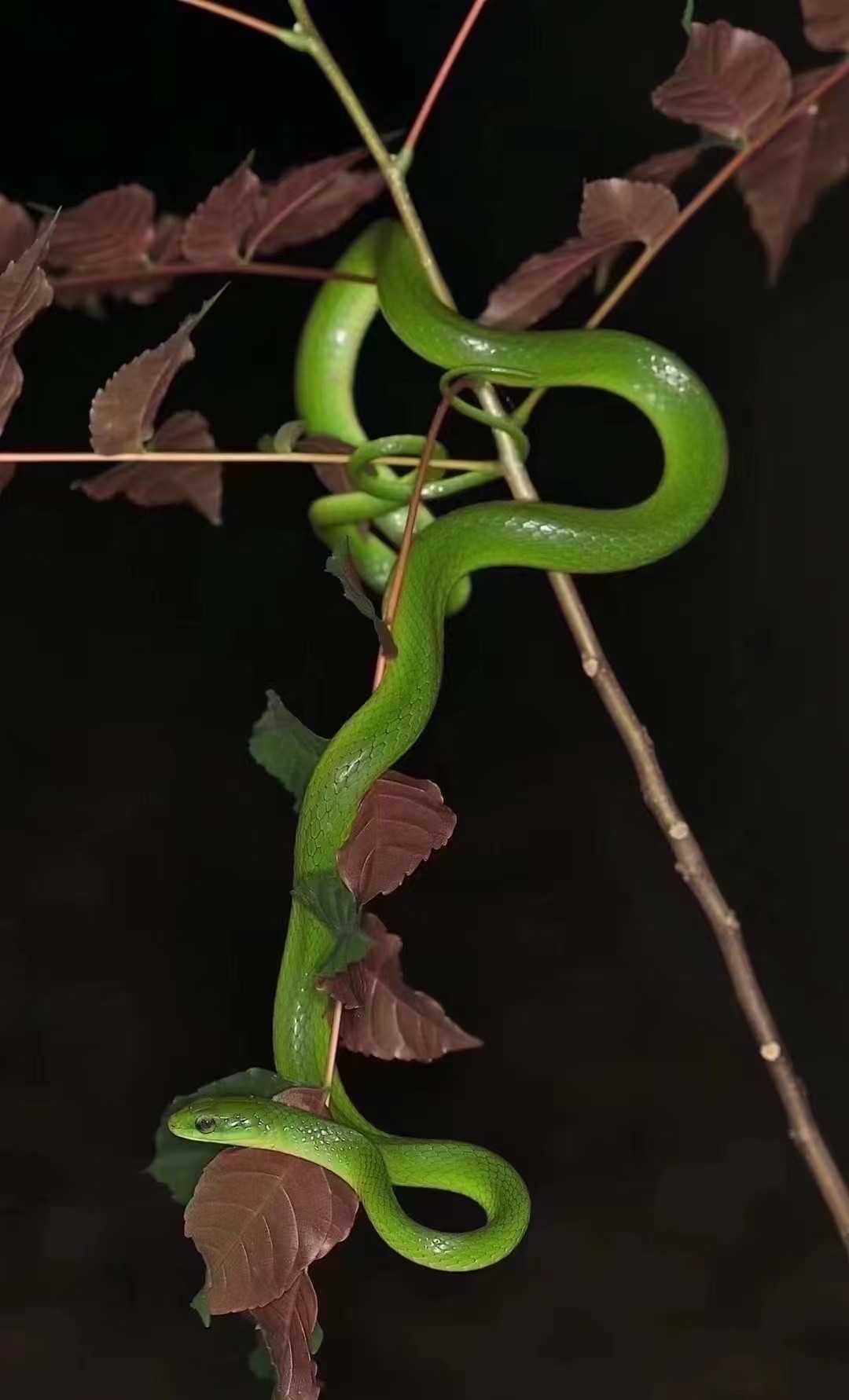 集齊彩虹蛇需要的私我