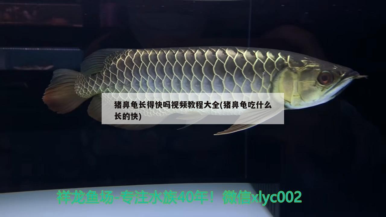 紅龍魚用黃燈烤有用嗎 豬鼻龜長得快嗎視頻教程大全(豬鼻龜吃什么長的快) 豬鼻龜百科 豬鼻龜長得快嗎視頻教程大全(豬鼻龜吃什么長的快) 豬鼻龜長得快嗎視頻教程大全(豬鼻龜吃什么長的快) 豬鼻龜百科