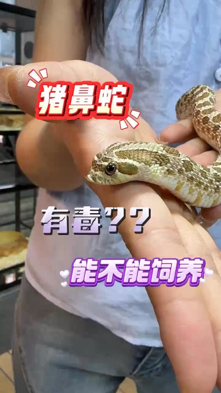 龍貓排便后如何清理，如何清理龍貓排便