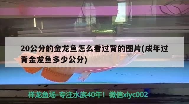 20公分的金龍魚(yú)怎么看過(guò)背的圖片(成年過(guò)背金龍魚(yú)多少公分)