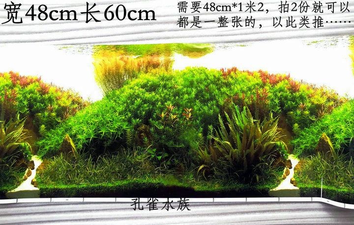 80厘米的魚缸怎么造景好看呢：如何打造一個美觀的80厘米魚缸造景
