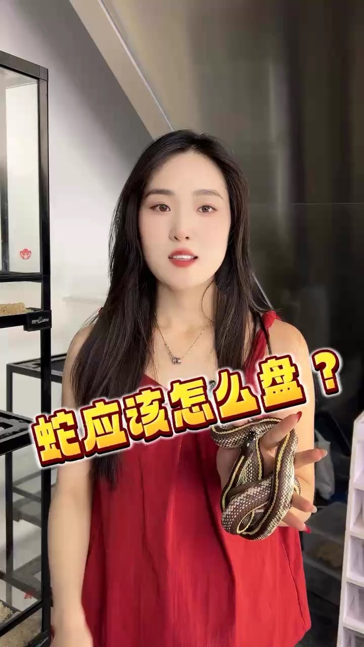 蛇應該怎么盤