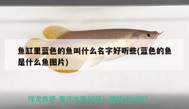 紅龍魚用黃燈烤有用嗎 魚缸里藍色的魚叫什么名字好聽些(藍色的魚是什么魚圖片) 魚缸百科 魚缸里藍色的魚叫什么名字好聽些(藍色的魚是什么魚圖片) 魚缸里藍色的魚叫什么名字好聽些(藍色的魚是什么魚圖片) 魚缸百科