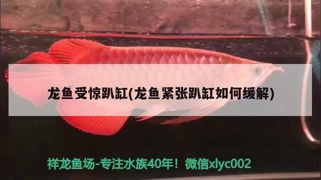 龍魚趴缸怎么辦？vs祥龍魚場：如何改善龍魚的生活環(huán)境 龍魚趴缸怎么辦？vs祥龍魚場：如何改善龍魚的生活環(huán)境 vs祥龍魚場 第1張
