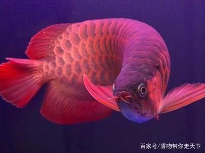 龍魚趴缸怎么辦？vs祥龍魚場：如何改善龍魚的生活環(huán)境 龍魚趴缸怎么辦？vs祥龍魚場：如何改善龍魚的生活環(huán)境 vs祥龍魚場 第5張