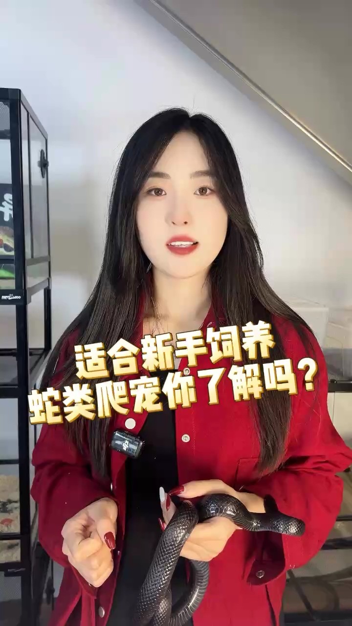 適合新手飼養(yǎng)的寵物蛇