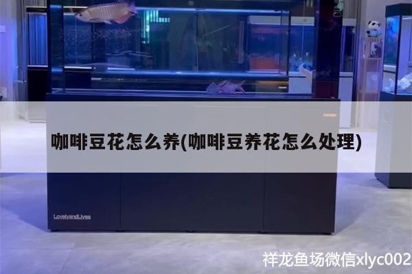 魚缸過濾器選購指南:自制魚缸過濾器魚缸上置過濾器對于養魚愛好者的必備知識 咖啡豆花怎么養(咖啡豆養花怎么處理) 馬來西亞咖啡 咖啡豆花怎么養(咖啡豆養花怎么處理) 咖啡豆花怎么養(咖啡豆養花怎么處理) 馬來西亞咖啡