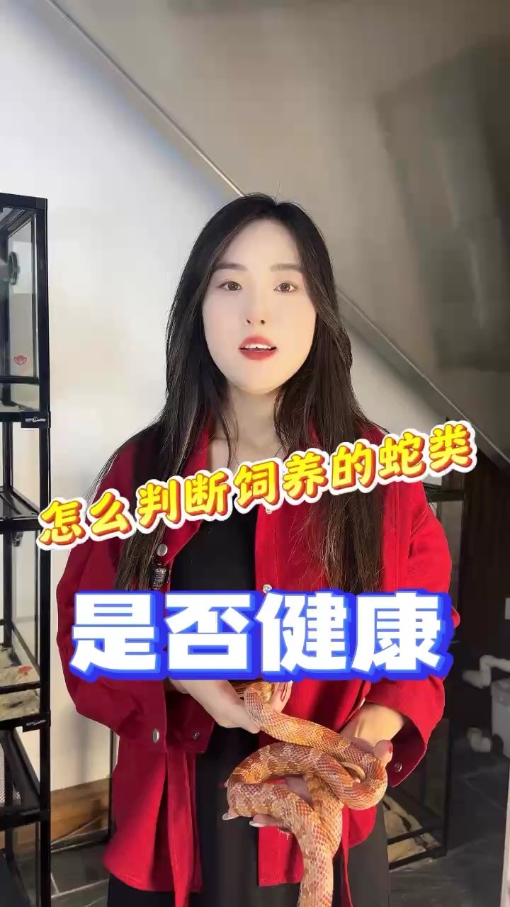 怎么判斷自己飼養(yǎng)的蛇比較健康
