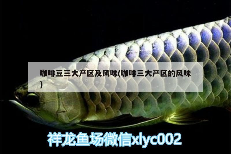 咖啡豆三大產區及風味(咖啡三大產區的風味)