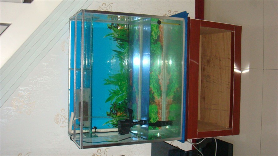 8毫米玻璃能做多大魚缸用：魚缸制作注意事項在制作魚缸時應注意事項在制作時應注意事項 8毫米玻璃能做多大魚缸用：魚缸制作注意事項在制作魚缸時應注意事項在制作時應注意事項 魚缸百科 第1張