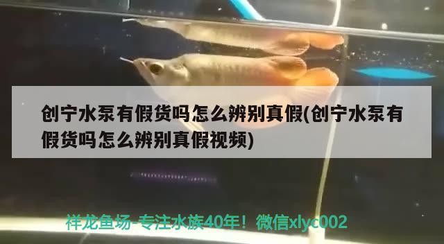 創(chuàng)寧水泵有假貨嗎怎么辨別真假(創(chuàng)寧水泵有假貨嗎怎么辨別真假視頻)