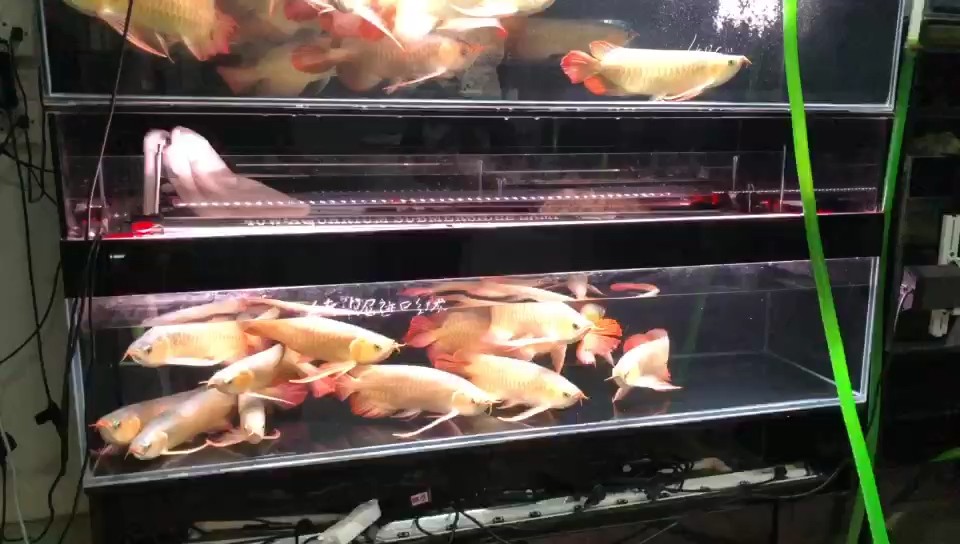 印尼紅龍
