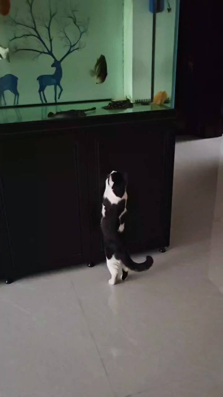 誰家的？ 誰家的？ 龍魚論壇