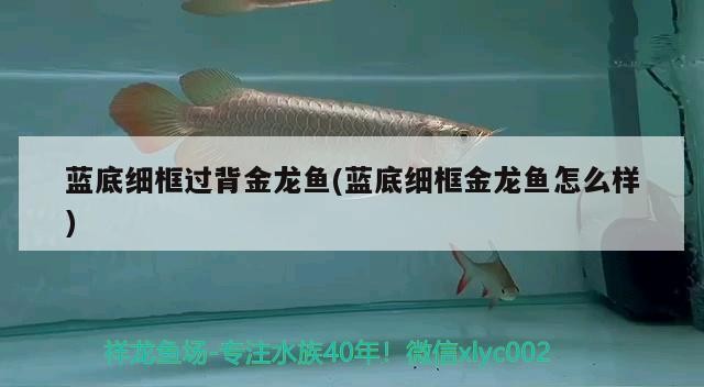 藍(lán)底細(xì)框過背金龍魚(藍(lán)底細(xì)框金龍魚怎么樣)
