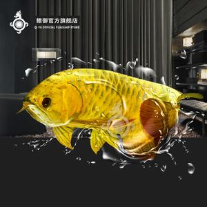 古典藍底金龍多少錢（古典藍底金龍價格是多少） 古典藍底金龍多少錢（古典藍底金龍價格是多少） 伊罕水族 第1張