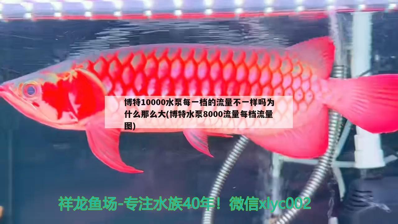 博特10000水泵每一檔的流量不一樣嗎為什么那么大(博特水泵8000流量每檔流量圖)