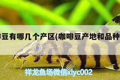 龍魚干蝦有營養嗎 咖啡豆有哪幾個產區(咖啡豆產地和品種介紹) 馬來西亞咖啡 咖啡豆有哪幾個產區(咖啡豆產地和品種介紹) 咖啡豆有哪幾個產區(咖啡豆產地和品種介紹) 馬來西亞咖啡