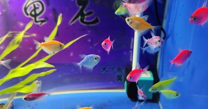 60厘米魚缸養多少魚合適？：60厘米的魚缸適合養殖1-2條體長在20-30厘米左右的中型魚