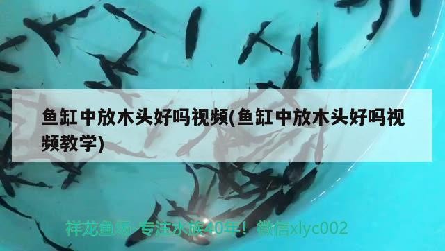 魚缸中放木頭好嗎視頻(魚缸中放木頭好嗎視頻教學)
