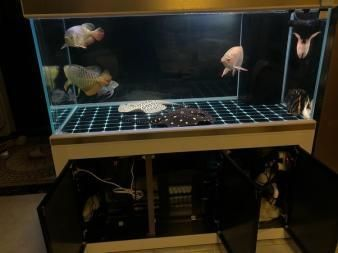 魟魚跳缸怎么回事：魟魚跳缸可能是因為水質(zhì)反應(yīng)、打架回避、跳躍捕食
