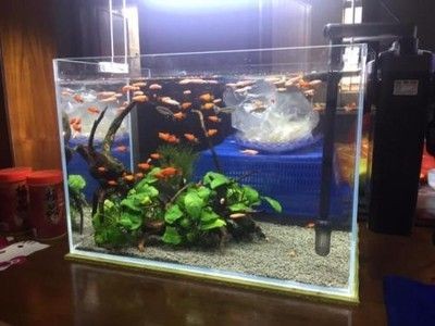 60魚缸能養七彩嗎：60厘米長的七彩神仙魚可以養多少條七彩神仙魚嗎