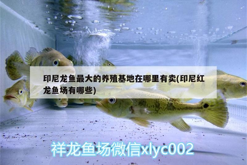 印尼龍魚最大的養(yǎng)殖基地在哪里有賣(印尼紅龍魚場(chǎng)有哪些)