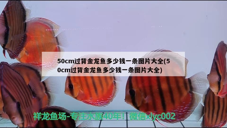 50cm過背金龍魚多少錢一條圖片大全(50cm過背金龍魚多少錢一條圖片大全)