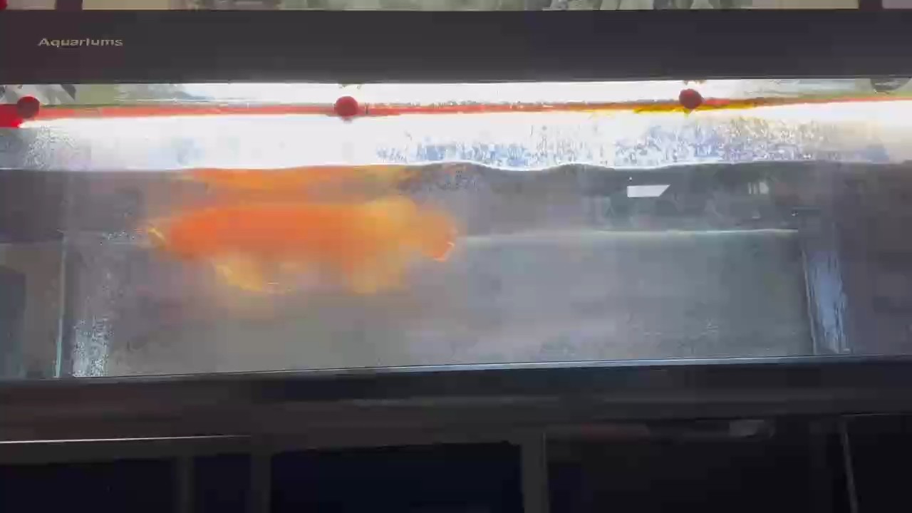 魚缸過濾器選購指南:自制魚缸過濾器魚缸上置過濾器對于養魚愛好者的必備知識 特殊萬吉 換水喂食隨拍 龍魚論壇 特殊萬吉 換水喂食隨拍 特殊萬吉 換水喂食隨拍 龍魚論壇