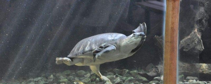 豬鼻龜飼養環境圖片高清:豬鼻龜是淡水龜還是海水龜 豬鼻龜百科 第2張 豬鼻龜飼養環境圖片高清:豬鼻龜是淡水龜還是海水龜 豬鼻龜飼養環境圖片高清:豬鼻龜是淡水龜還是海水龜 豬鼻龜百科 第2張