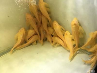 龍虎魟魚：龍虎魟魚是三種不同的觀賞魚的統稱